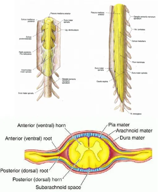 Gambar 2. Sum-sum Tulang Belakang dan Medulla Spinalis