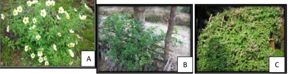 Gambar 4. Beneficial Plant : (A) Turnera subulata,(B) Cassia cobanensis, dan  (C) Antigonon leptopus 