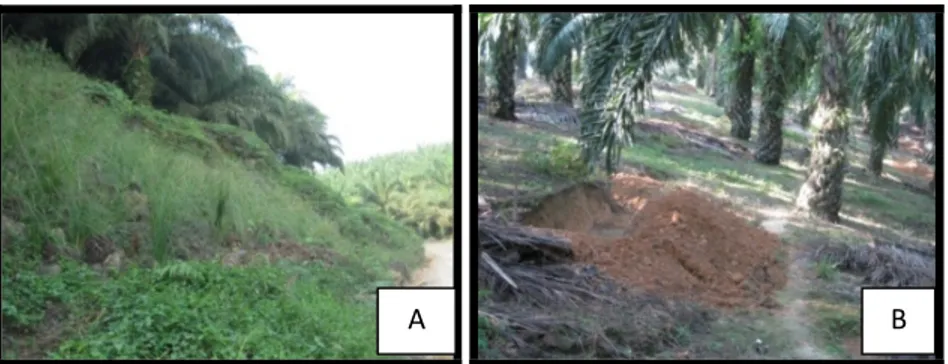 Gambar 7. Konservasi Tanah dan Air : (A) Penanaman Vetiveria zizanioides, dan (B) Silt  Pit 