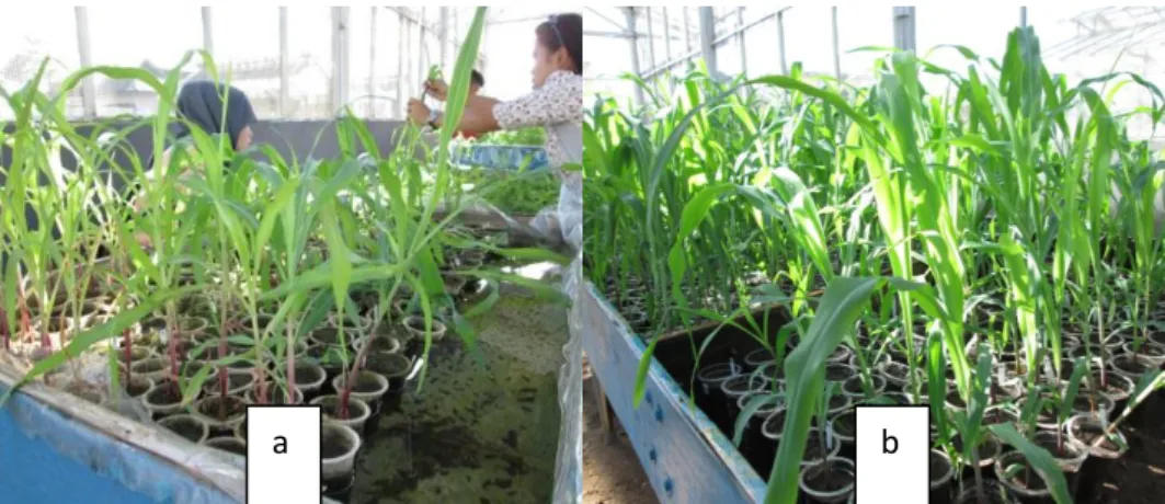Gambar 3. Penampilan tanaman jagung umur 20 hst pada kondisi                             tercekam genangan air (a) dan tidak tercekam (kontrol) (b)