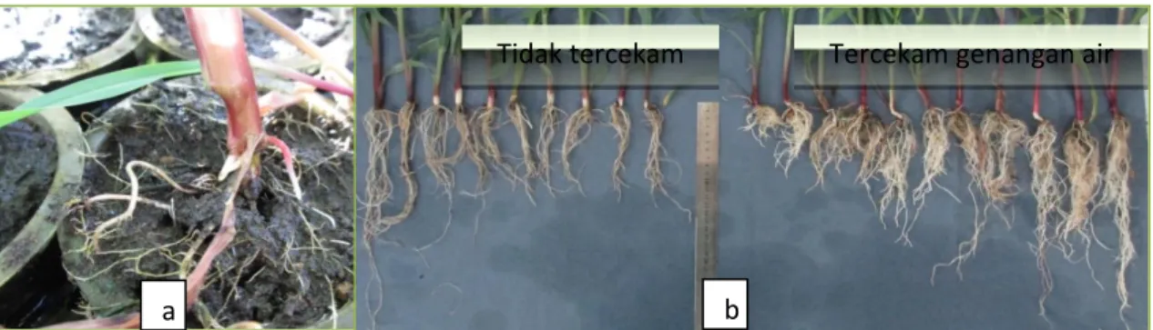 Gambar 4. Akar adventiv (adventitious roots) (a) tanaman jagung  dan (b) volume akar                      setelah mengalami cekaman genangan pada 20 hst