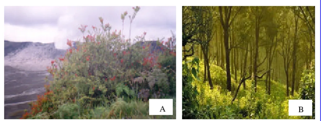 Gambar  4 Lingkungan Pegunungan: A. Tanaman khas pegunungan ( metigi ); dan  B. Lingkungan hutan  Taman Nasional Bromo Tengger Semeru 