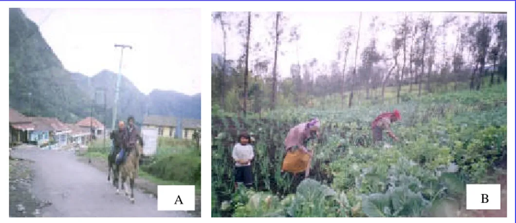 Gambar 6 Pekerjaan sehari -hari mayoritas Masyarakat Tengger Desa Ngadisari: 