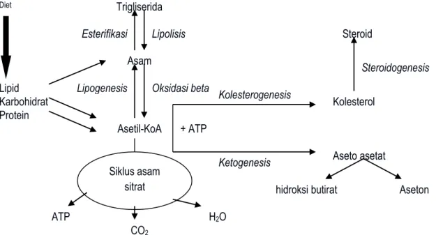Gambar 2. Metabolisme Lipid. Guyton AC, Hall JE, 1996, Buku Ajar Fisiologi Kedokteran,  Edisi IX, Penerjemah: Setiawan I, Tengadi LMAKA, Santoso A, Jakarta: EGC 