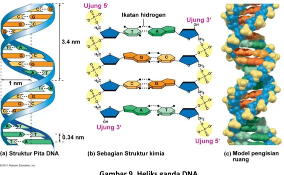 Gambar 9. Heliks ganda DNA 