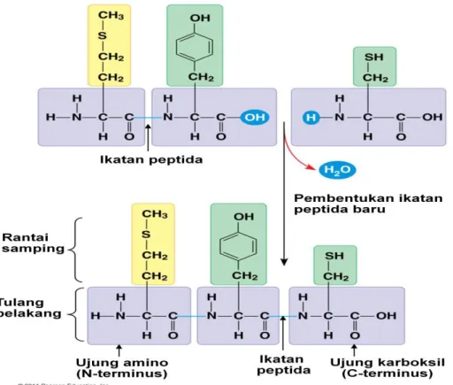 Gambar 3. Pembentukan rantai polipeptida 