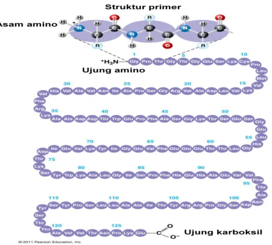 Gambar 4. Struktur primer protein 