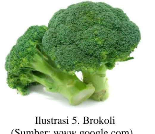 Ilustrasi 5. Brokoli  (Sumber: www.google.com)    