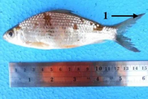 Gambar 13. (a) Ikan L. festivus. Ket. 1. Warna gelap pada ujung sirip ekor.