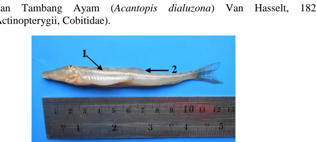 Gambar 16. Ikan A. dialuzona. Ket. 1. Bintik hitam kecoklatan pada tubuh. 2. Sirip punggung.