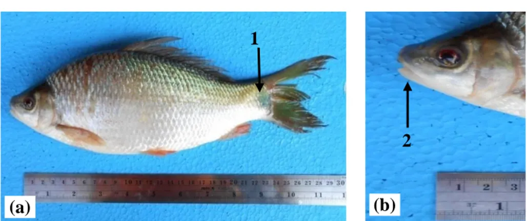 Gambar 4. (a) Ikan O.  hasselti. (b). Bagian kepala. Ket. 1. Bintik bulat hitam  pada batang ekor
