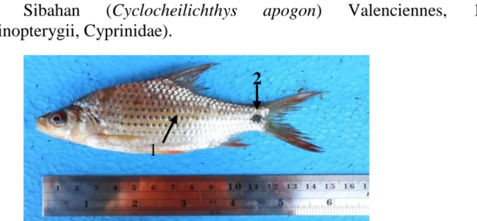 Gambar  6.  Ikan  C.  apogon.  Ket.  1.  Titik  hitam  sepanjang  barisan  sisik. 2. Titik gelap pangkal ekor.