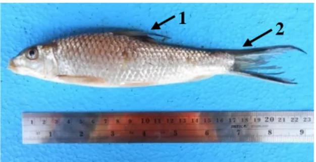 Gambar 7. Ikan B. laevis. Ket. 1. Pita hitam sirip punggung. 2. Garis hitam  pada cuping sirip ekor.