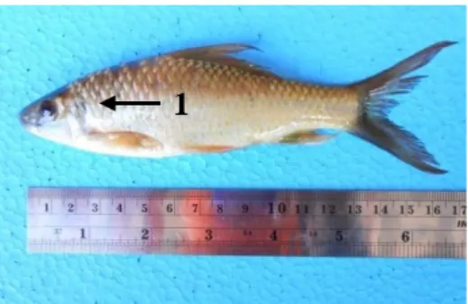 Gambar  9.  Ikan  C.  chinensis.  Ket.  1.  Bercak  hitam  tegak  memanjang  di  belakang tutup insang.