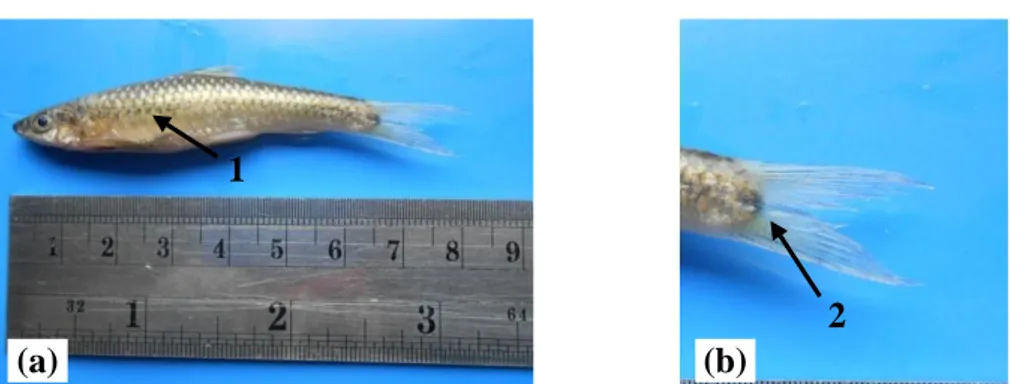 Gambar 12. (a) Ikan R. trilineata (b). Bagian ekor. Ket. 1. Garis warna hitam pada   sisi badan