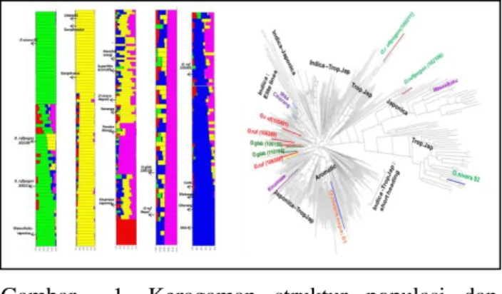 Gambar    1.  Keragaman  struktur  populasi  dan  dendrogram  keragaman  genetik  dari  467  aksesi  plasma nutfah padi