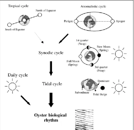 Gambar 10. Hipotesis yang menjelaskan bahwa interaksi bumi, bulan dan matahari berpengaruh terhadap aktivitas harian tiram pada  kawasan subtidal terkait kondisi pasang surut (Sumber: Tran et al