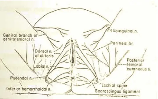 Gambar 2. Persyarafan perineum 9