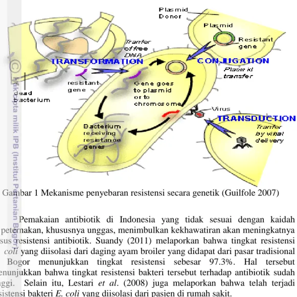 Gambar 1 Mekanisme penyebaran resistensi secara genetik (Guilfole 2007) 
