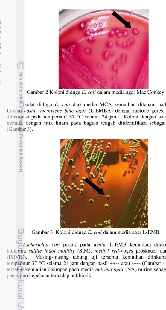 Gambar 2 Koloni diduga E. coli dalam media agar Mac Conkey 