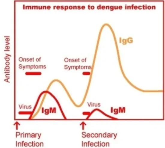 Gambar 10. Respon imun terhadap infeksi dengue  Respon imun terhadap infeksi dengue : 