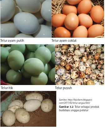 Gambar 3.2  Telur sebagai produk 