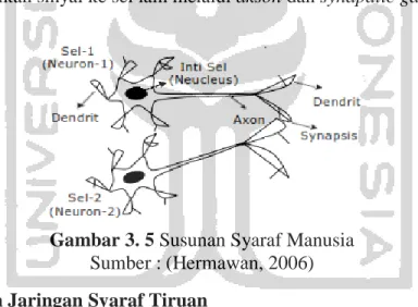 Gambar 3. 5 Susunan Syaraf Manusia  Sumber : (Hermawan, 2006)  3.6.1 Komponen Jaringan Syaraf Tiruan 