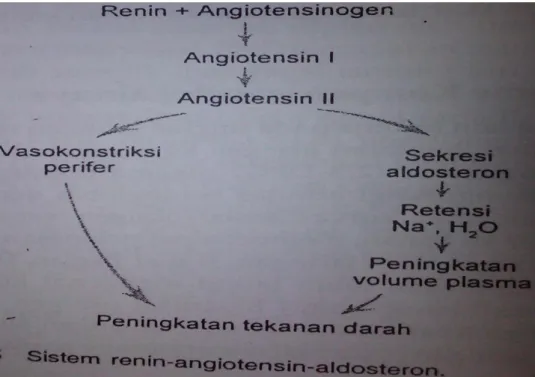 Gambar sistem renin-angiostensin-aldosteron 
