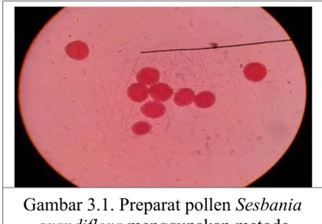 Gambar 3.1. Preparat pollen Sesbania grandiflora menggunakan metode asetolisis dengan perbesaran 400x