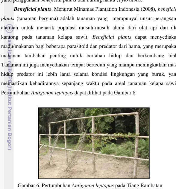 Gambar 6. Pertumbuhan Antigonon leptopus pada Tiang Rambatan 