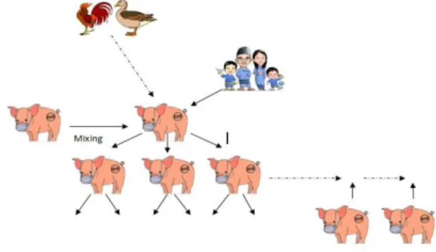 Gambar 1. Mixing vessel virus influenza A di babi  Sumber: Adaptasi dari B ROWN  (2000) 
