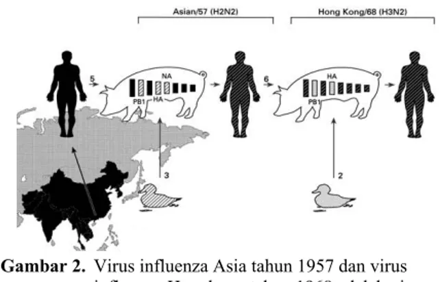 Gambar 2.  Virus influenza Asia tahun 1957 dan virus  influenza Hongkong tahun 1968 adalah virus  reassortant dengan gen dari virus influenza  manusia (5,6) dan virus novel influenza unggas  (2,3) yang bersirkulasi di lingkungan