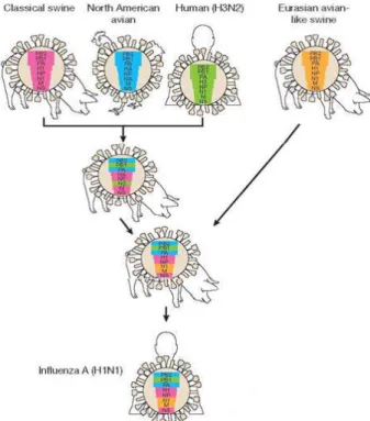 Gambar 3.  Virus novel origin-swine influenza A subtipe  H1N1 yang diisolasi pada tahun 2009  Sumber: N EUMANN  et al