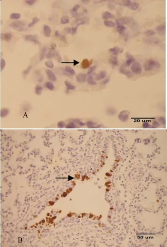 Gambar 4.  Antigen virus swine influenza ditemukan positif  pada sel epitel alveolar paru babi (A) Bar = 20 µm  dan bronchiolar paru babi (B) Bar = 50 µm  Sumber: S RETA  et al