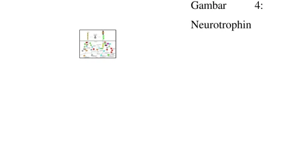 Gambar  4:  Mekanisme Neurotrophin