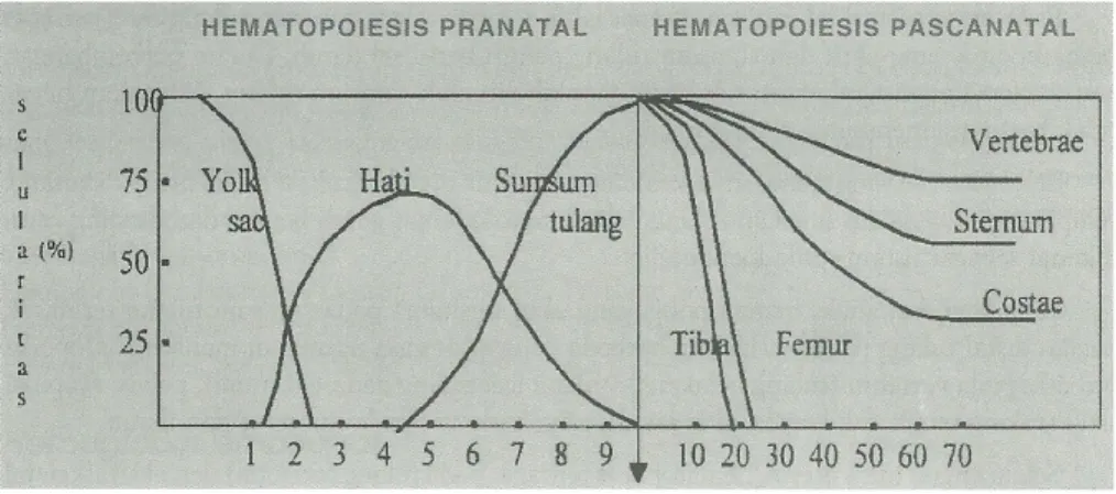 Gambar 3. Hematopoiesis prenatal dan postnatal (dikutip dari Hasan R,1985) Hematopoisis Yolk Sac (mesoblastik atau primitif)