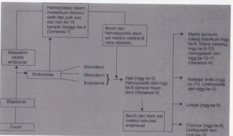Gambar 4. Perkembangan embrional dan fetal serta ontogeni hematopoesis ( dikutip dari Hasan, 1985)