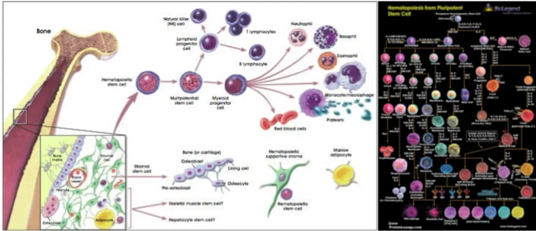 Gambar 5. Pembentukan sel darah