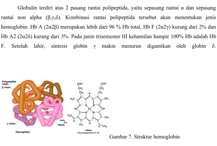 Gambar 7. Struktur hemoglobin