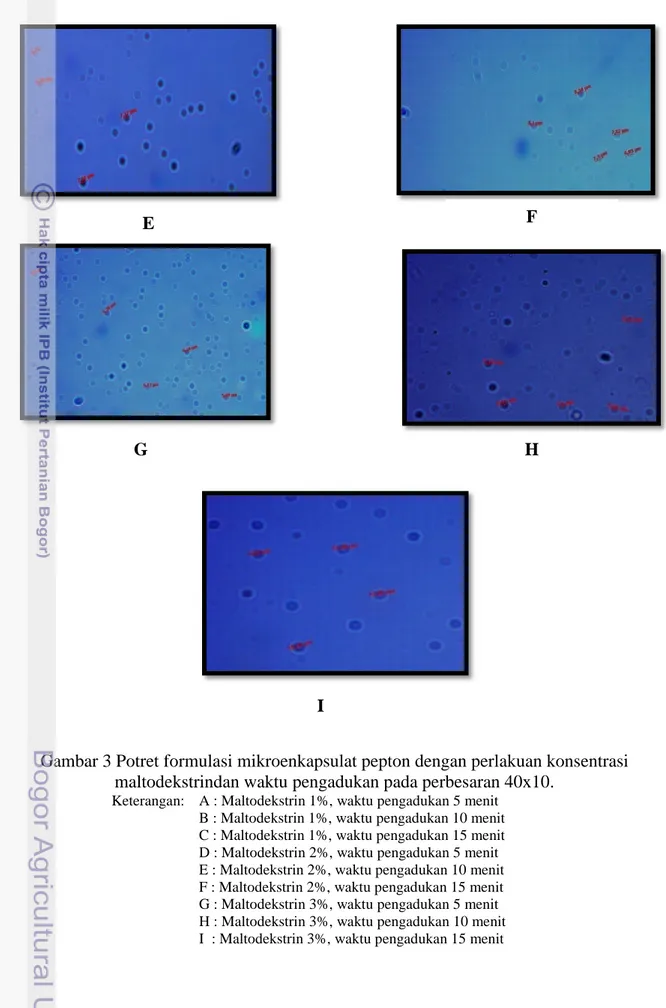 Gambar 3 Potret formulasi mikroenkapsulat pepton dengan perlakuan konsentrasi  maltodekstrindan waktu pengadukan pada perbesaran 40x10