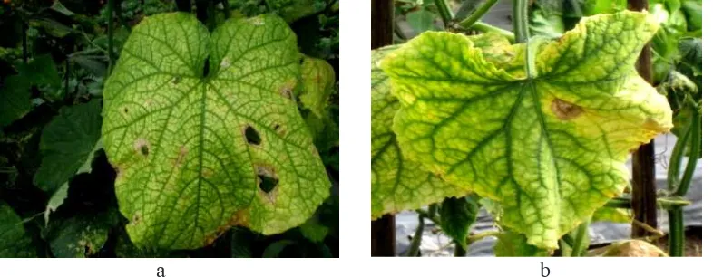 Gambar 1  Variasi gejala Begomovirus pada tanaman mentimun di Bali. a, gejala menguning dan menggulung; b, gejala menguning dan menjari.