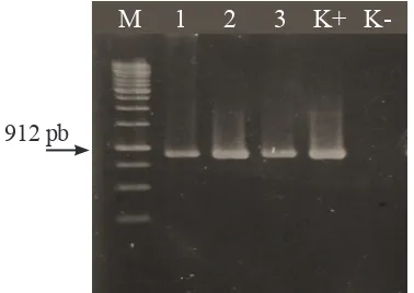 Tabel 1  Tingkat homologi (%) sikuen nukleotida antara BegomovirusBali dengan beberapa isolat  asal tanaman mentimun Begomovirus yang dilaporkan di GenBank 