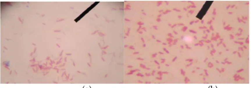 Gambar 2.  Hasil Pengamatan Mikroskopik Koloni Bakteri pada (a) Agar MacConkey  dan (b) Agar Eosin Methylene Blue (EMB) 