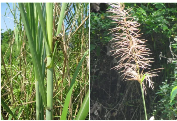 Gambar 1.  Batang, daun dan bunga rumput gajah 