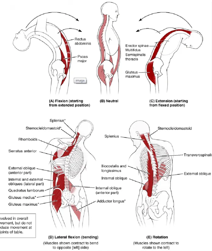 Gambar 5. Otot yang Memproduksi Gerakan dari Sendi Intervertebra Torakal dan Lumbal  II.2