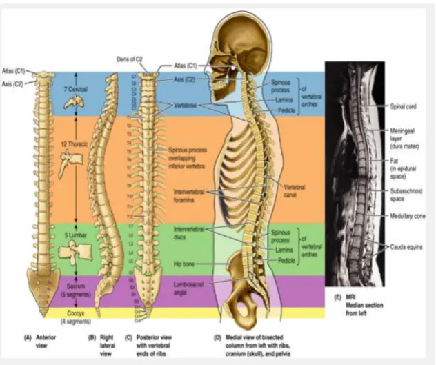 Gambar 1. Anatomi Tulang Belakang 