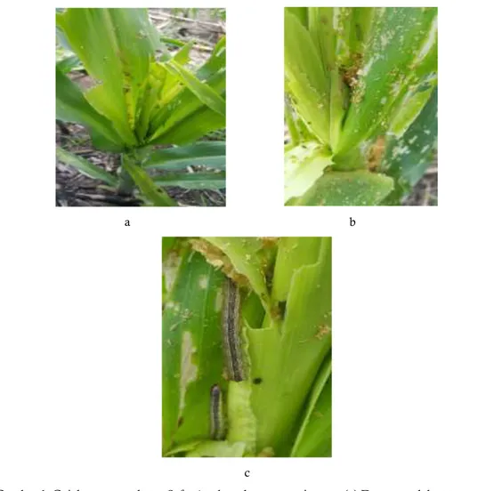 Gambar 1  Gejala serangan larva S. frugiperda pada tanaman jagung. (a) Daun pucuk kuncup       berlubang,  (b) Kerusakan daun pucuk dan kotoran fases larva, dan (c) Larva dan       daun yang rusak oleh larva
