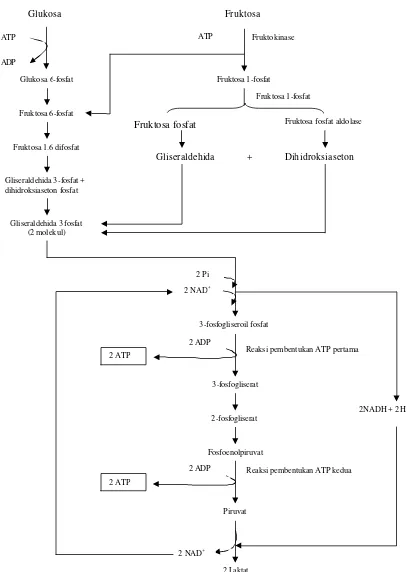 Gambar 2 Jalur glikolisis anaerob glukosa dan fruktosa di dalam sel spermatozoa 