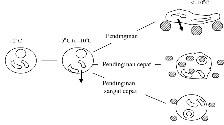 Gambar 4  Skema kejadian di dalam sel secara fisik selama proses pembekuan 