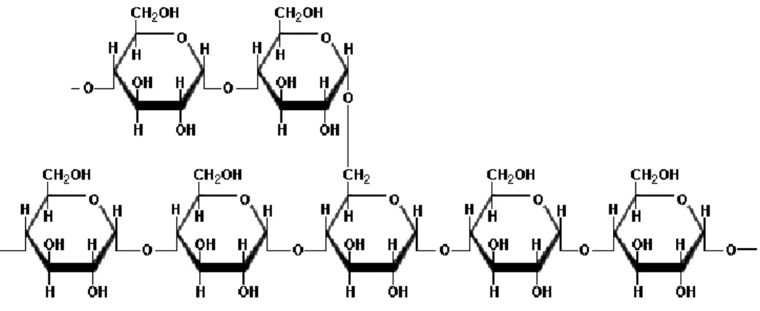 Gambar 2.2 Bagian Molekul Amilopektin 